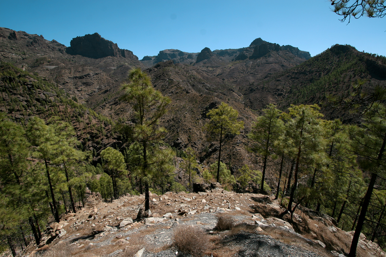 Gran Canaria - Pine Trees Foto von Gran Canaria Grüne Pinien Bäume am Hang